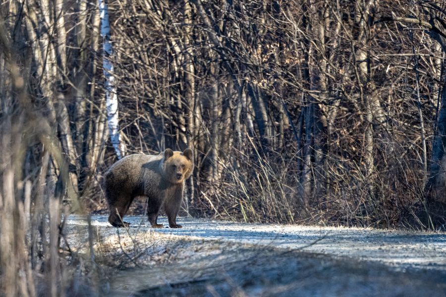 Ein Braunbär auf einem Schotterweg im Wald. (Symbolbild: iStock/SzymonBartosz)