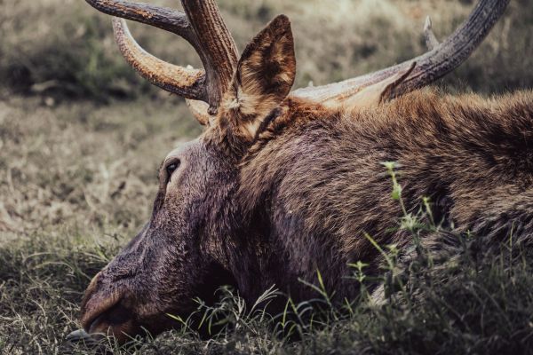 Jagdwilderei im großen Stil in der Schweiz aufgedeckt