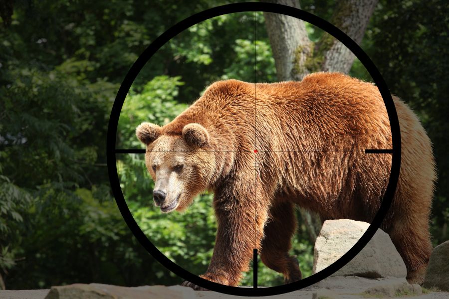 Ein Braunbär (Ursus arctos) im Fadenkreuz. (Symbolbild: iStock/Tadoma)