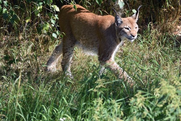 Wildunfall mit Luchs auf der Kreisstraße 415 nahe Sudershausen