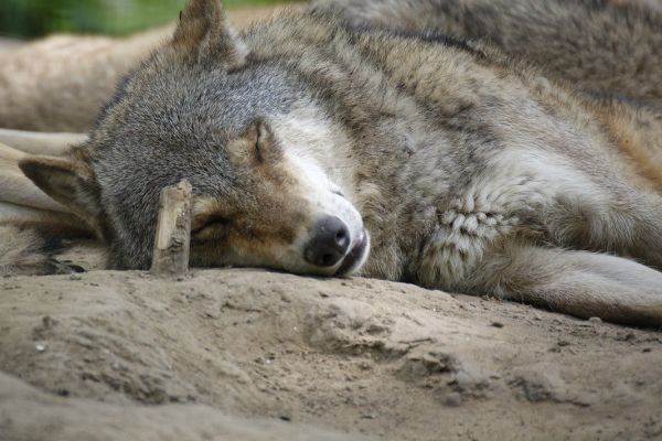 Wolfskadaver unverkäuflich