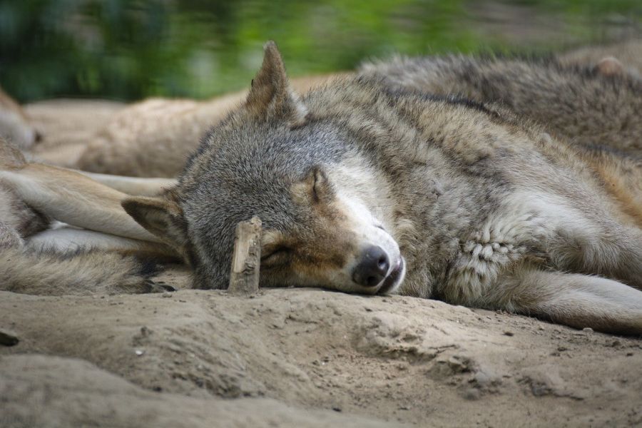 Schlafende Wölfe. (Symbolbild: Alfred Grupstra auf Pixabay)