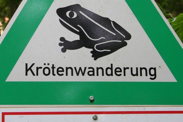 Kröten, Frösche und Molche gehen jetzt in ganz Deutschland auf Partnersuche