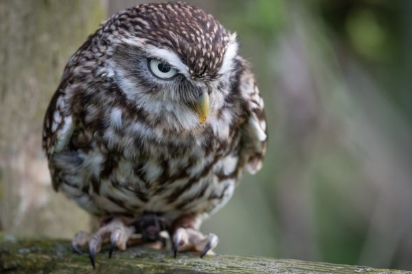 Steinkauz an Baum gebunden – Polizei bittet um Mithilfe