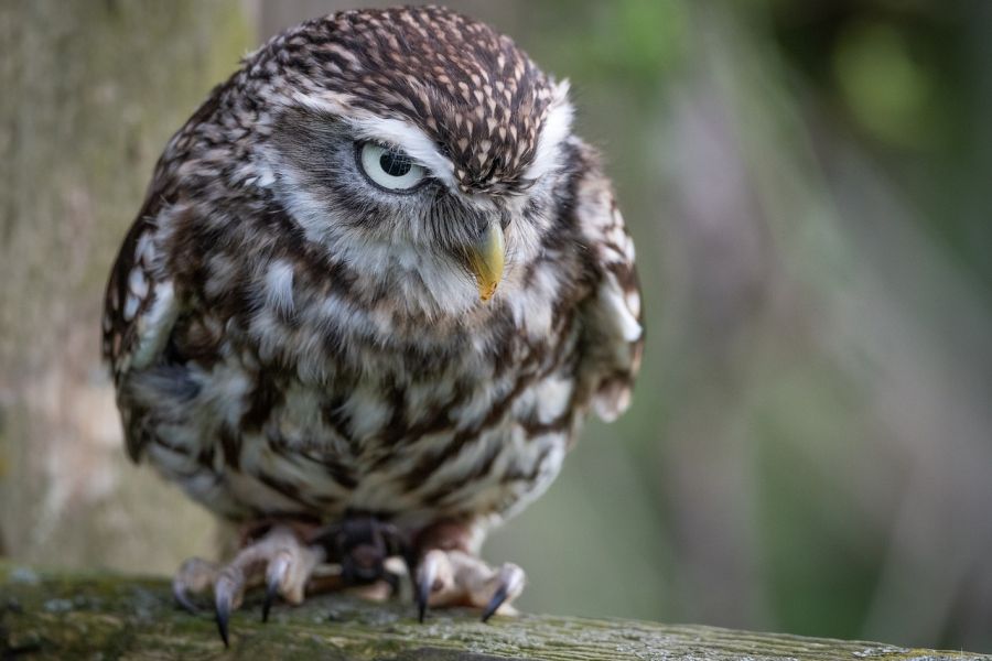 Ein sitzender Steinkauz. (Symbolbild: Paul Edney auf Pixabay)