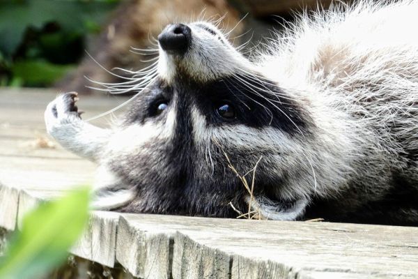 Staupevirus breitet sich im Dortmunder Nordosten aus