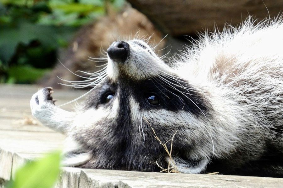 Ein Waschbär, der auf dem Rücken liegt. Waschbären und Füchse zählen zu den Hauptüberträgern der hochansteckenden Virusinfektionskrankheit Staupe. (Symbolbild: ZoeMayPhotographer auf Pixabay)