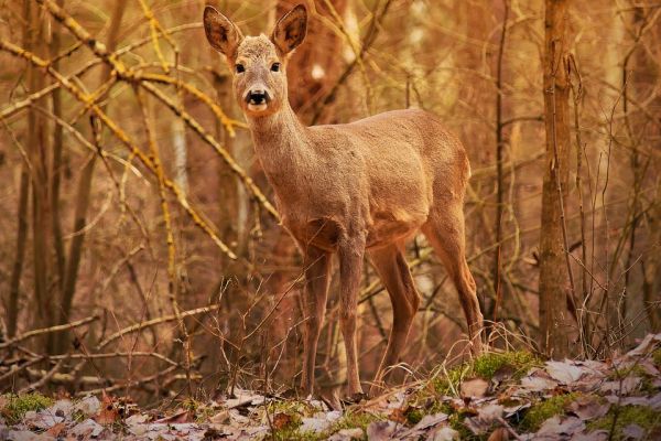 Serie von Jagdwilderei im Kreis Heinsberg