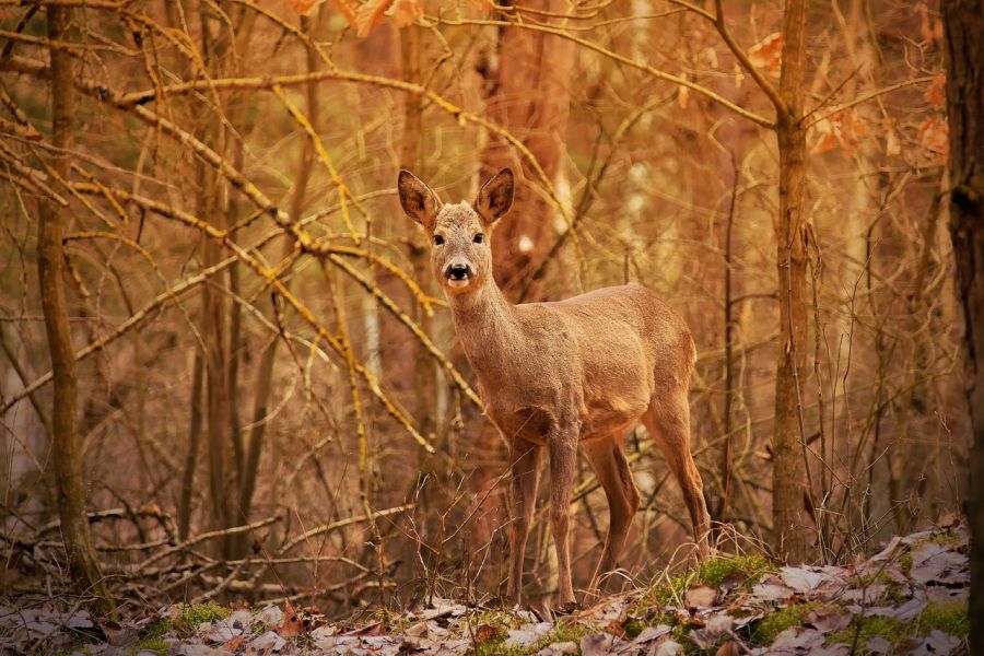 Ein Reh im Wald. (Symbolbild: Krzysztof Niewolny auf Pixabay)