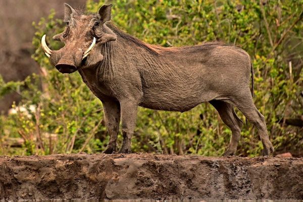 Afrikanischen Schweinepest: Warum erkranken Warzen- und Pinselohrschweine nicht?