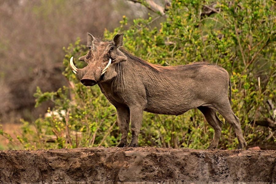 In Afrika kommt ASP bei Pinselohr- und Warzenschweinen natürlicherweise vor, führt bei diesen jedoch nicht zu einer Erkrankung. Warum dem so ist, weiß bisher niemand. Hier ein Warzenschwein. (Symbolbild: Petrikon auf Pixabay)