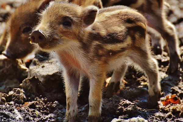 Beginn der Brut- und Setzzeit: Ein kritischer Zeitraum für Wildtiere