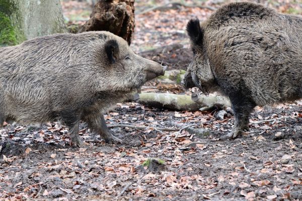 Brandenburg: Fortschritte im Kampf gegen die Afrikanische Schweinepest