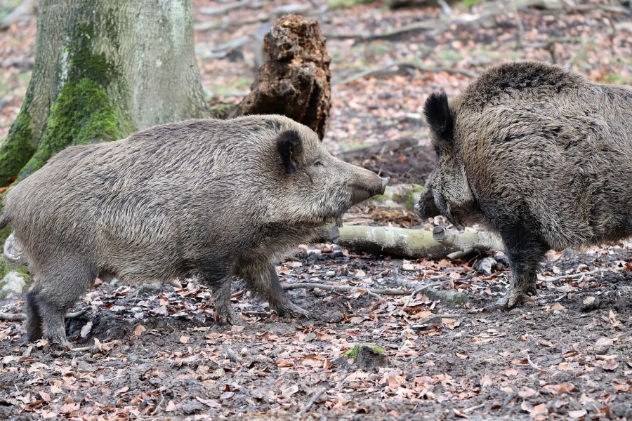 Zwei Wildschweine in einem Wald. (Symbolbild: Annette Meyer auf Pixabay)