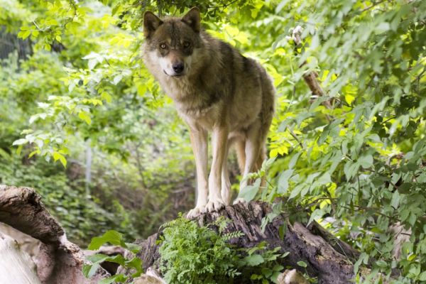 Weitere Wölfe erfolgreich in Niedersachsen besendert