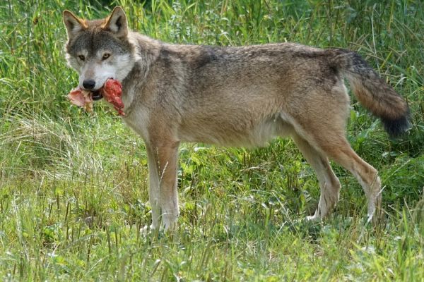 Niedersachsen setzt Schnellabschussverfahren für Wölfe um