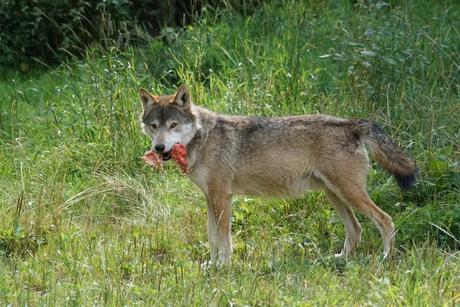 Ein Wolf mit einem Stück Fleisch. (Symbolbild: Marcel Langthim auf Pixabay)