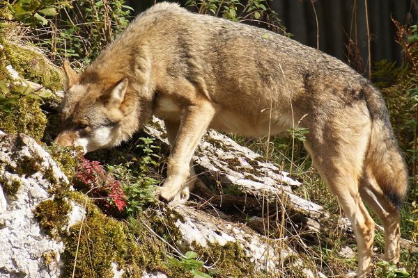 Wolfsichtungen zwischen Baden-Baden, Bühl und Bühlertal