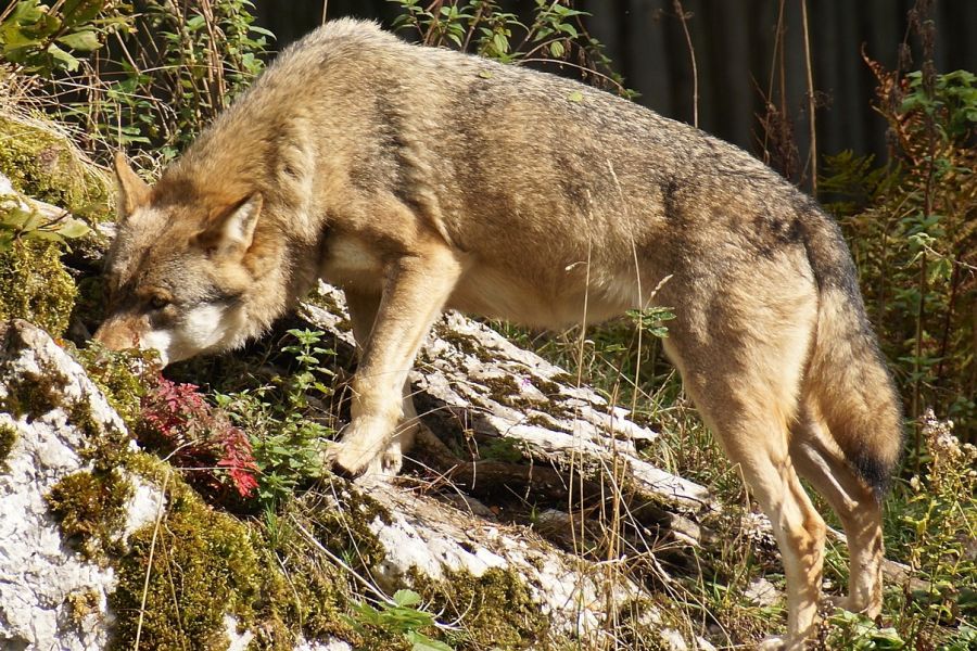 Ein Wolf, der in felsigem Gelände am Boden schnuppert. (Symbolbild: Eschtar M. auf Pixabay)