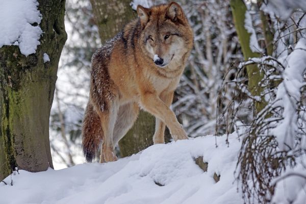 Foto bestätigt Wolf in Bad Ditzenbach