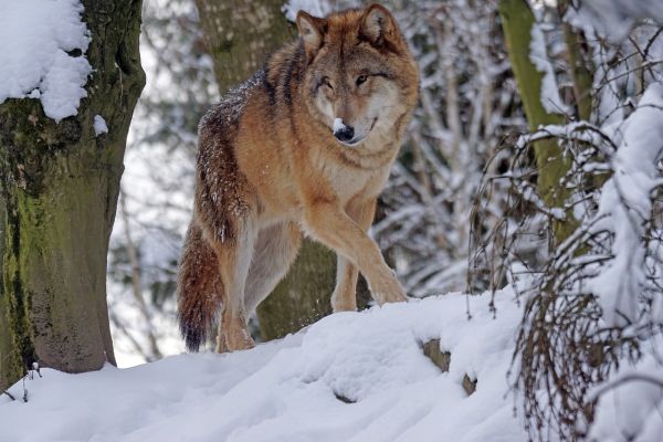 Foto bestätigt Wolf in Bad Ditzenbach