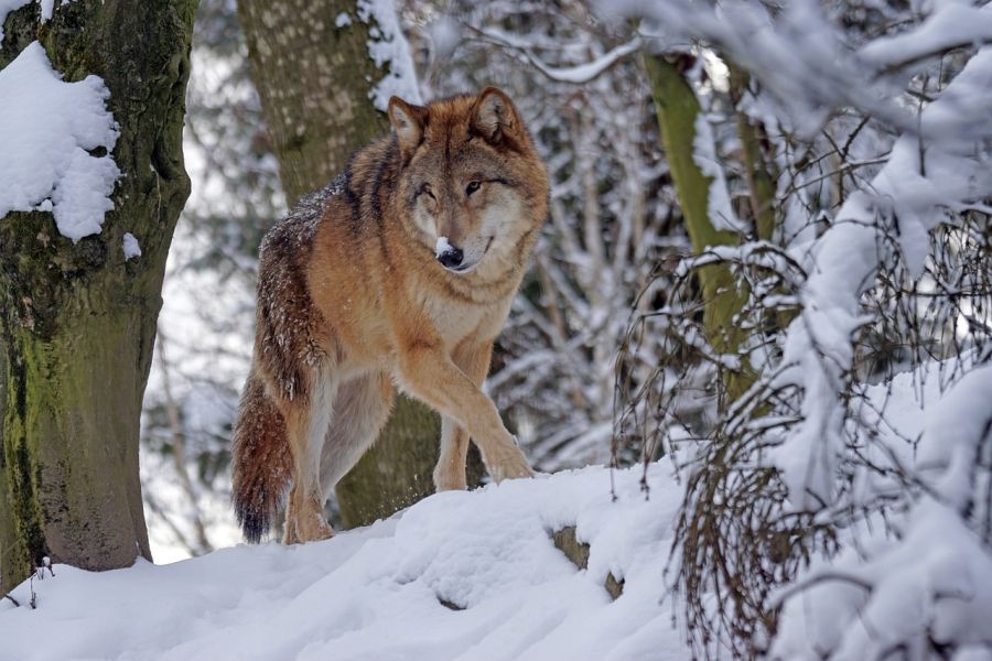 Ein Wolf in einem verschneiten Wald. (Symbolbild: Marcel Langthim auf Pixabay)