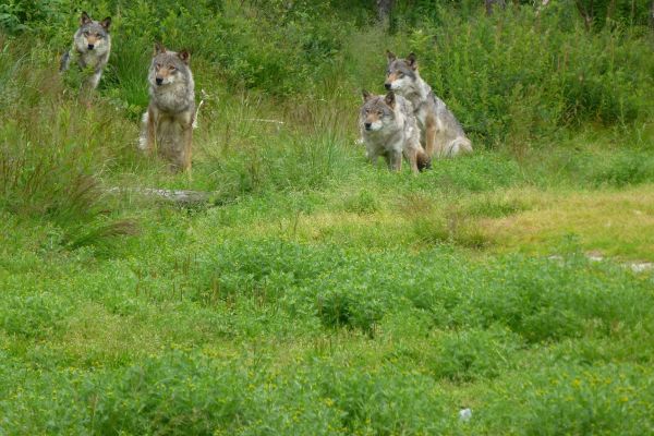 Neue Wolfsgebiete in Bayern ausgewiesen