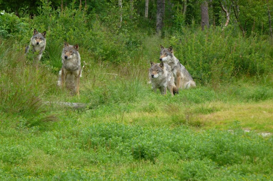 Vier Wölfe in einem Wald. (Symbolbild: jo9 auf Pixabay)