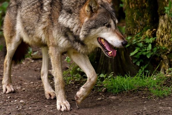 Neuer Rekord: Wolf wandert von Deutschland nach Spanien