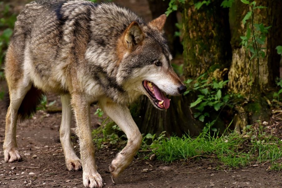 Über 1190 Kilometer wanderte Wolf GW1909m von Deutschland nach Spanien. (Symbolbild: Alexa auf Pixabay)