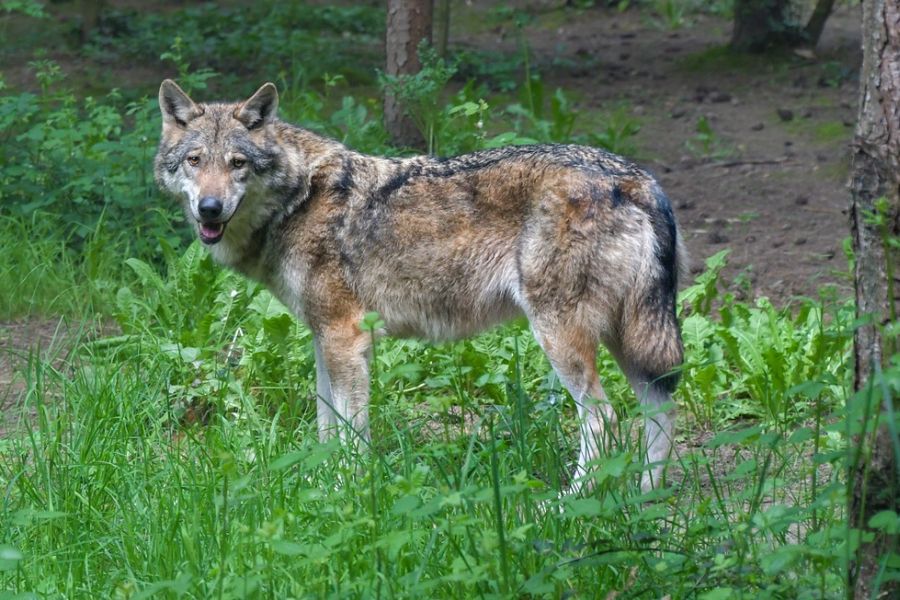 Der Oberste Jagdbeirat hat auf Basis eines gemeinsamen Vorschlages von Waldbesitzern und Landesjagdverband einstimmig beschlossen, dem Ministerium die Aufnahme des Wolfes (Canis Lupus) in die Liste der jagdbaren Arten zu empfehlen. (Symbolbild: Christel SAGNIEZ auf Pixabay)