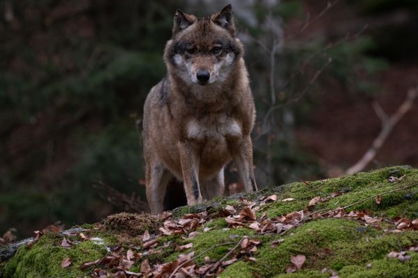 Wolfspopulation in Tirol um ein Drittel gestiegen
