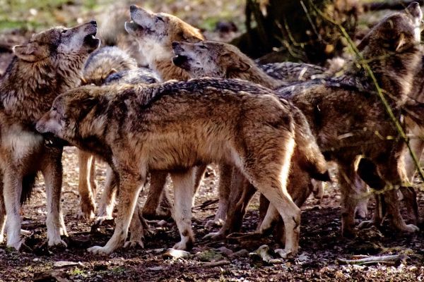 Rasante Ausbreitung des Wolfes in Deutschland hält weiter an