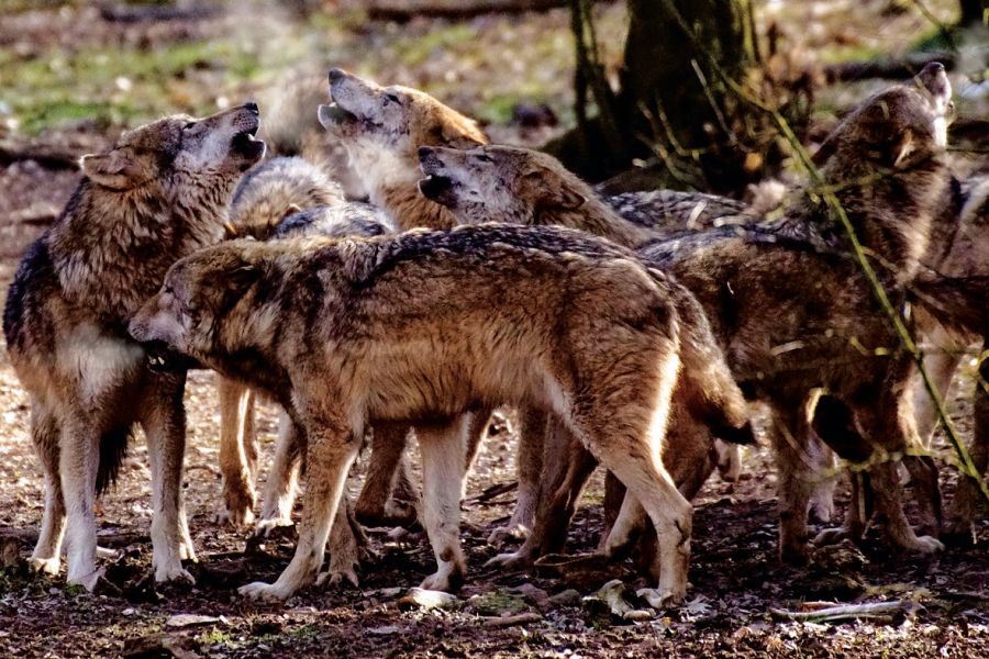 Ein Rudel Wölfe, von denen es mind. 184 in Deutschland gibt. (Symbolbild: Uwe P. Frischmuth auf Pixabay)