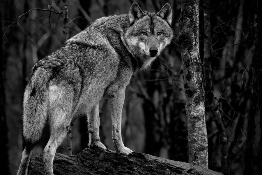 Ein Wolf, der mit den Vorderläufen auf einem Baumstamm steht. (Symbolbild: Angela auf Pixabay)