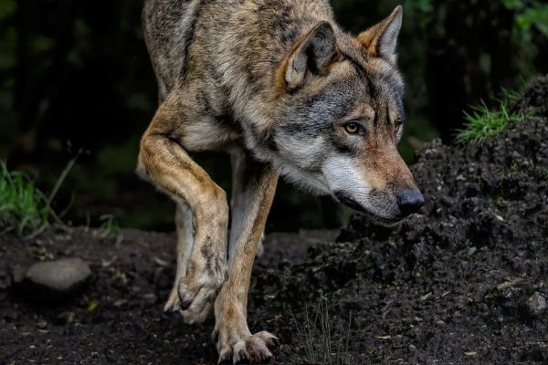 DNA-Analyse identifiziert Wolf GW3817m in Baden-Württemberg