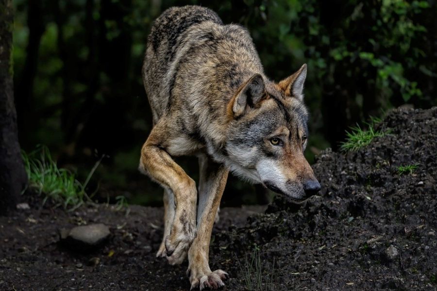Ein ziehender Wolf. (Symbolbild: Angela auf Pixabay)