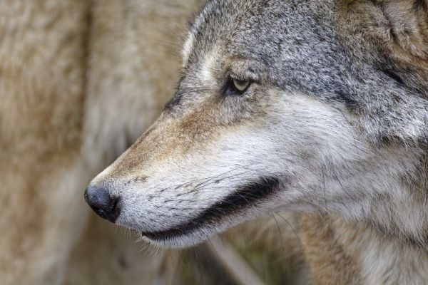 Zwei neue Wölfe in Nordrhein-Westfalen nachgewiesen