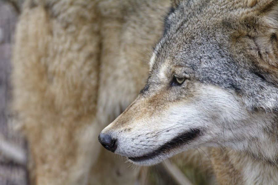 Ein Wolf. (Symbolbild: Alfred Grupstra auf Pixabay)