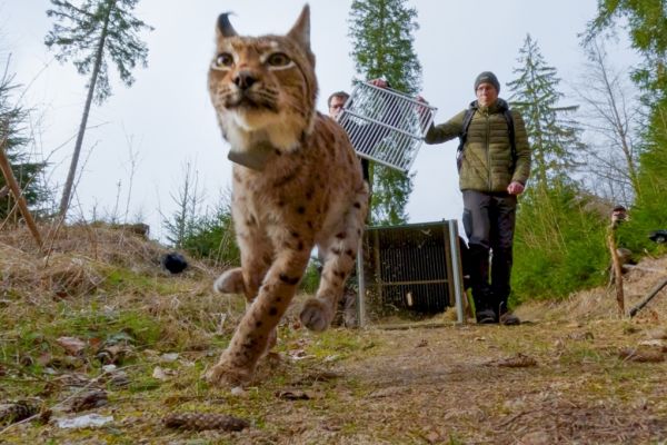 Der Luchs kehrt nach Sachsen zurück