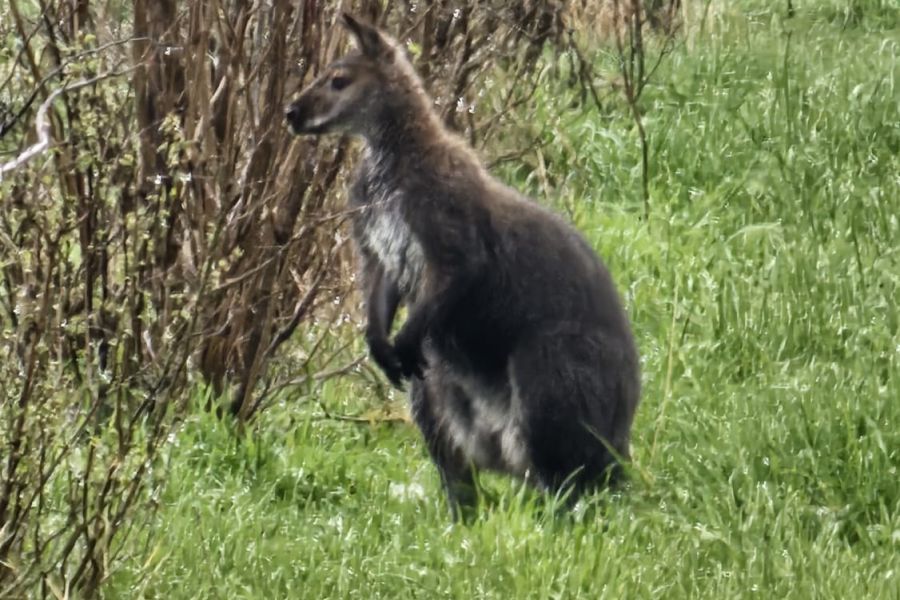 Abenteuerlustiges Känguru sorgt für außergewöhnlichen Polizeieinsatz