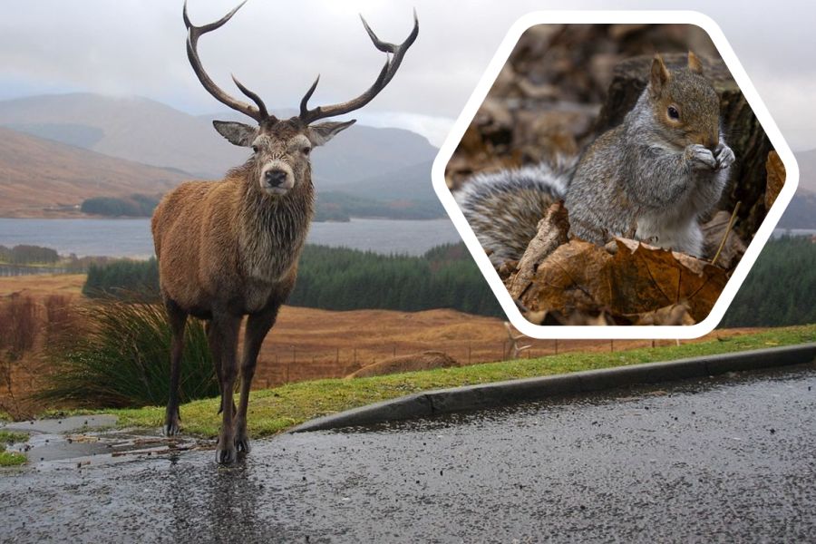 Ein Hirsch und ein „Squirrel“, ein graues Eichhörnchen, denen es im UK beiden ans Fell gehen soll. (Symbolbilder: Lee/JonPauling/mlz)