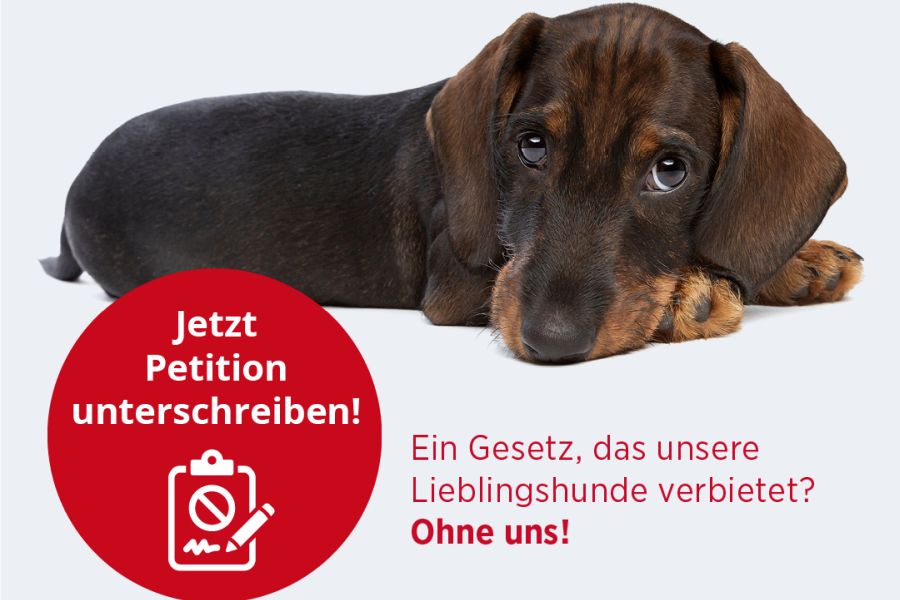 Werden Dackel und Schäferhund verboten? Entwurf des Tierschutzgesetzes bedroht Hunderassen in Deutschland. (Quelle: VDH)