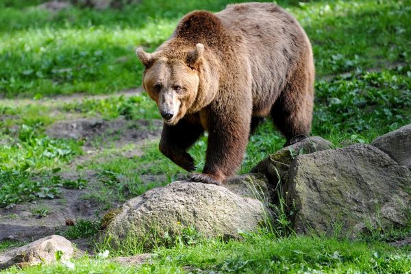 Bär tötet Wildschwein auf Bergstraße in den Pyrenäen