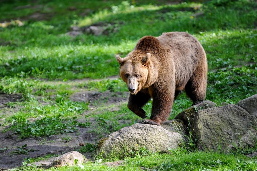 Ein Bär in felsigem Gelände. (Symbolbild: Mariya auf Pixabay)