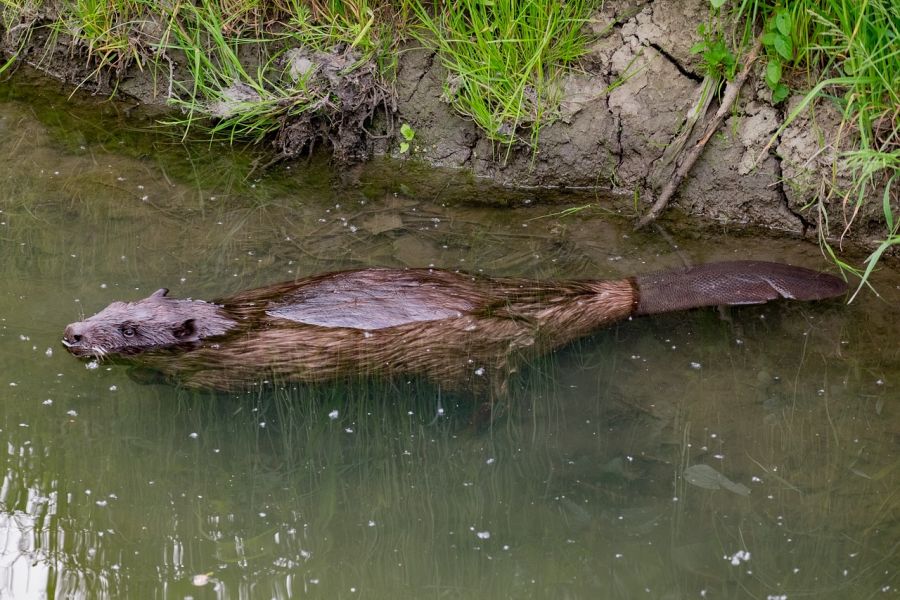 Ein Biber im Wasser. (Symbolbild: krystianwin auf Pixabay)