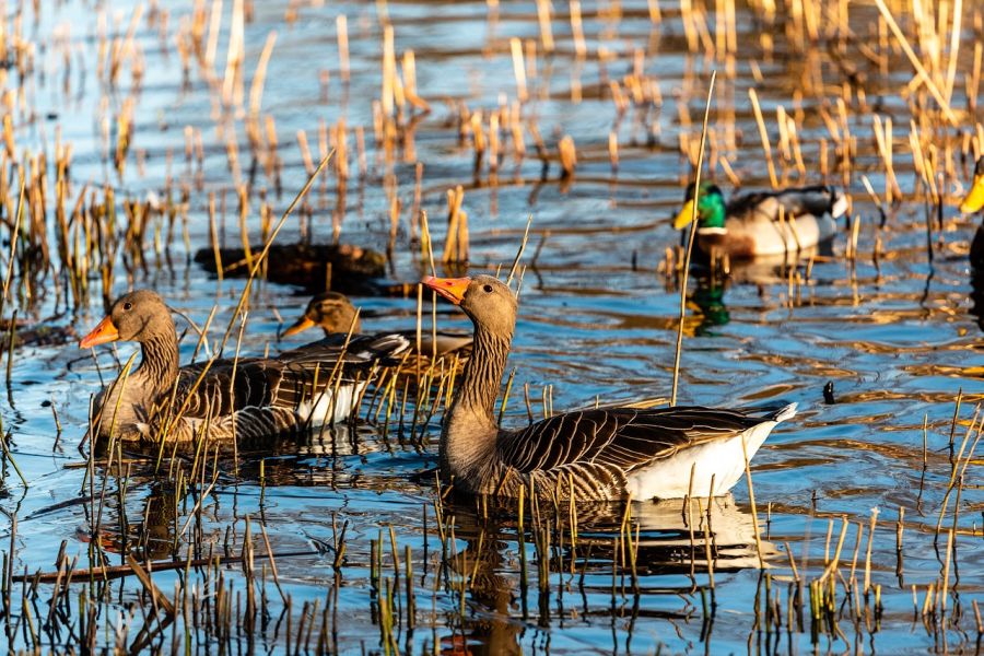 Gänse und Enten auf einem Gewässer. (Symbolbild: Bernhard Jaeck auf Pixabay)
