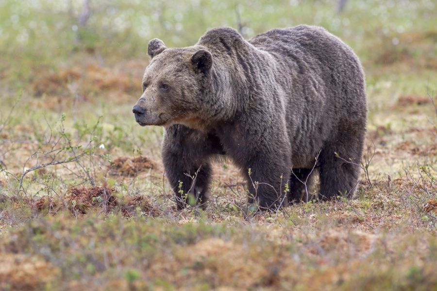 Ein Braunbär. (Symbolbild: Tapani Hellman auf Pixabay)