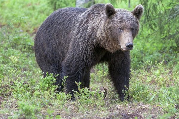 Adamello-Brenta-Park zieht Bilanz zur Koexistenz von Mensch und Bär im Trentino