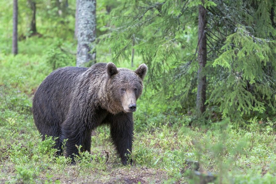 Ein Braunbär im Grünen vor einem Waldstück. (Symbolbild: Tapani Hellman auf Pixabay)